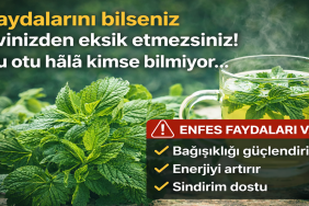 Faydalarını bilseniz evinizden eksik etmezsiniz! Bu otu hala kimse bilmiyor